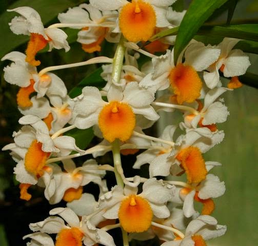 Dendrobium thyrsiflorum (Hoàng thảo Thủy tiên cam; thân tròn và dài, lá bản to)