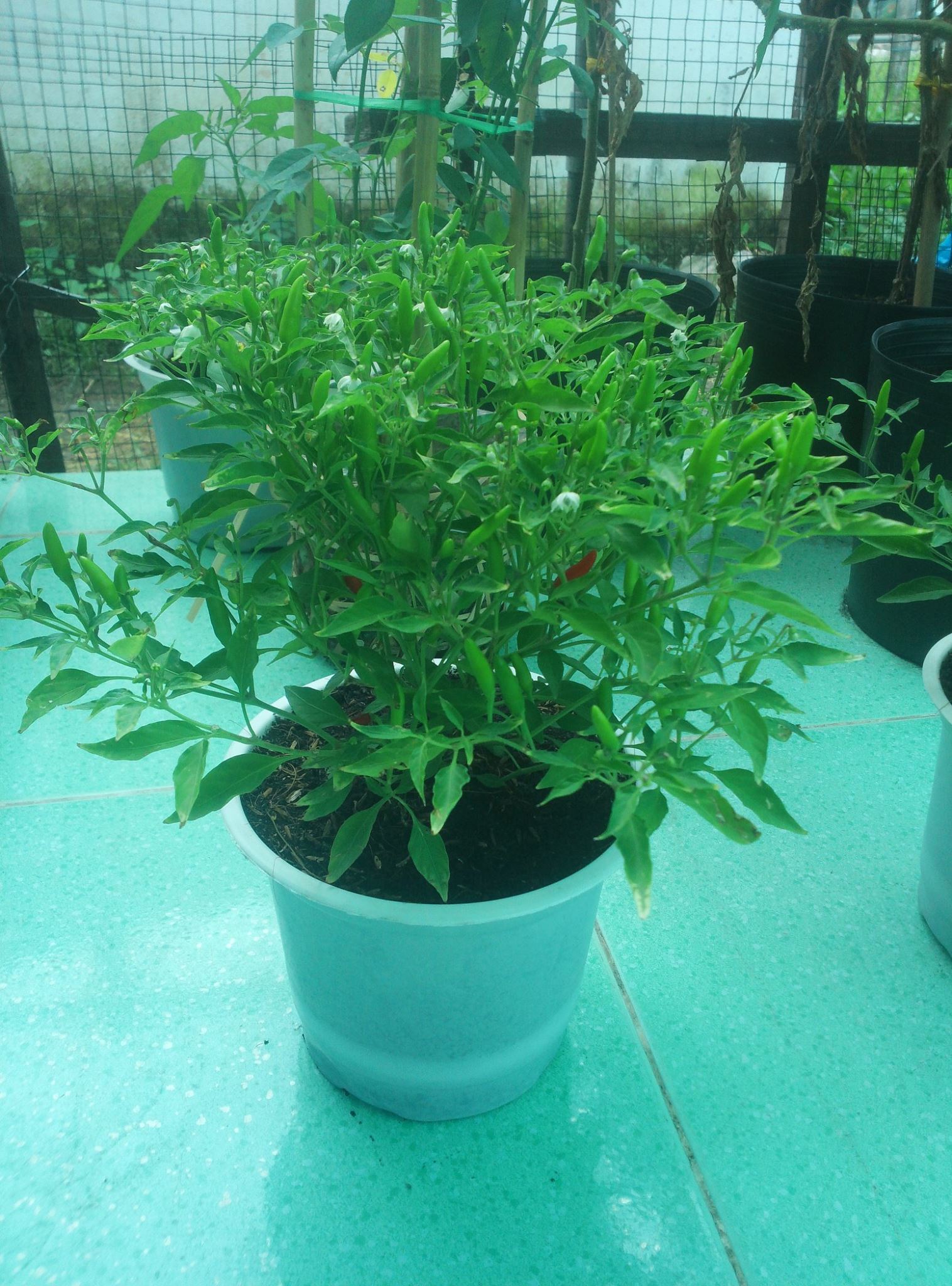 Ớt kim trong chậu rất ngon