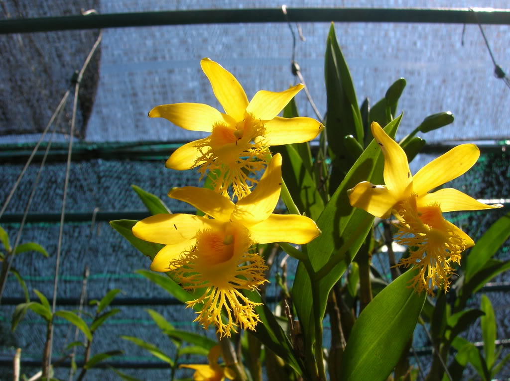 Dendrobium brymerianum (Hoàng thảo Hoàng Long Vỹ/ Kiều râu/ tua môi)