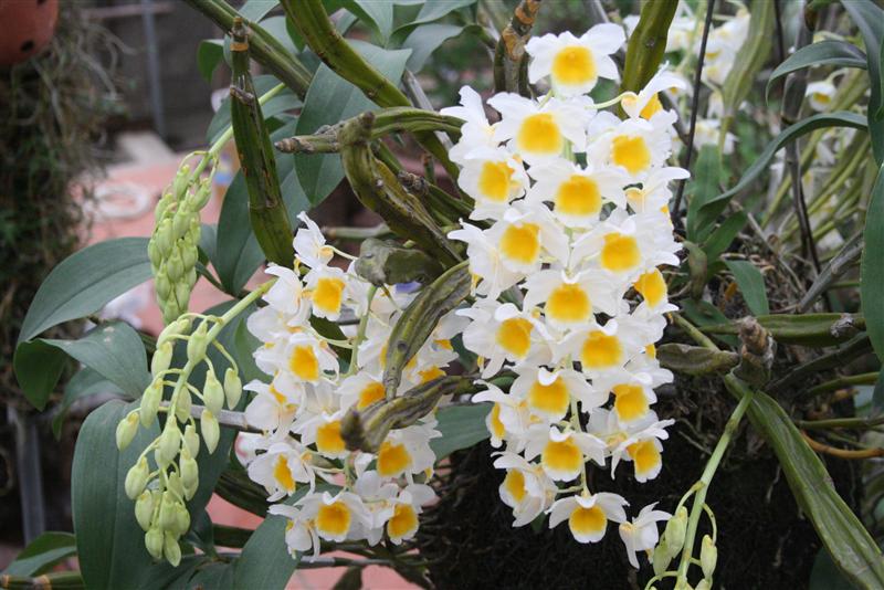 Dendrobium fameri (Hoàng thảo Thủy Tiên Vuông)