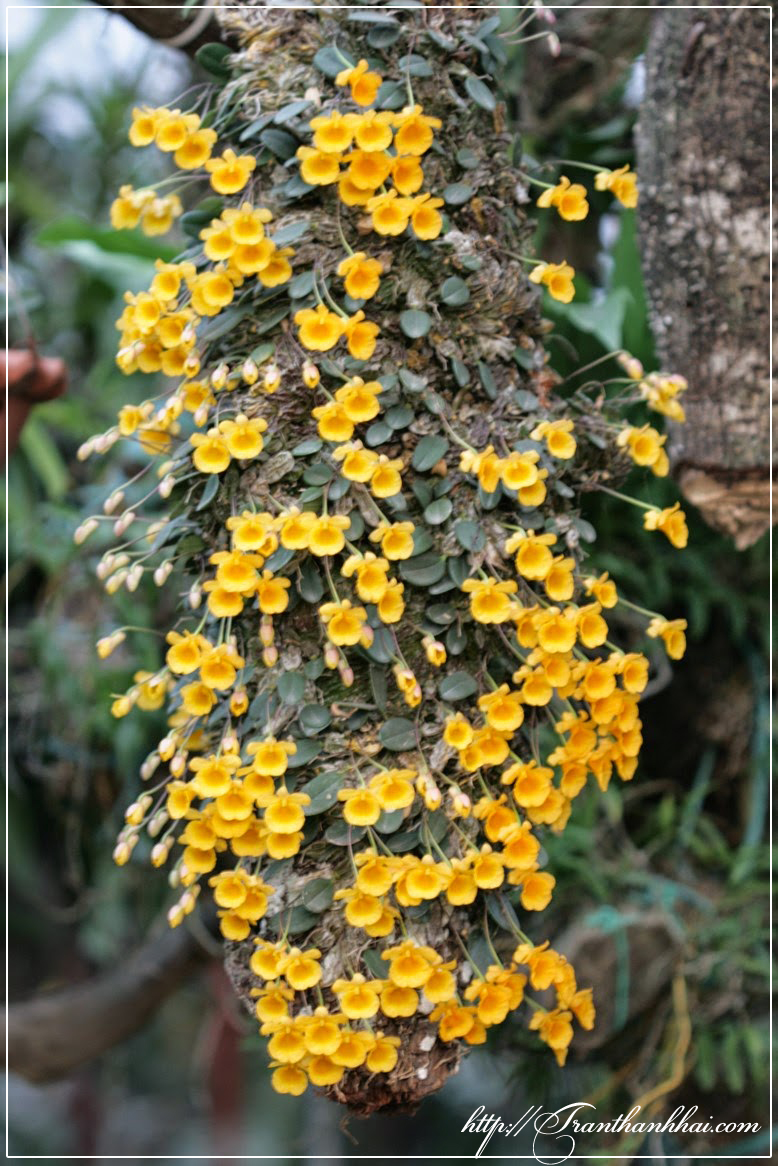 Dendrobium jenkensii (Hoàng thảo Vẩy rắn)