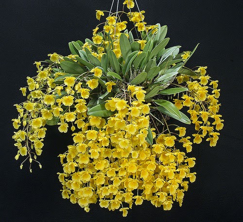 Dendrobium lindleyi – Dendrobium aggregatum (Hoàng thảo Vẩy rồng)