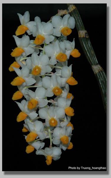 Dendrobium palpebrae (Hoàng Thảo Thủy Tiên vàng)