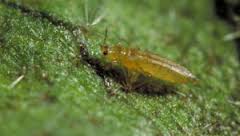 Bù lạch hút nhựa cây