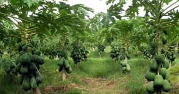 Đu đủ – kỹ thuật trồng