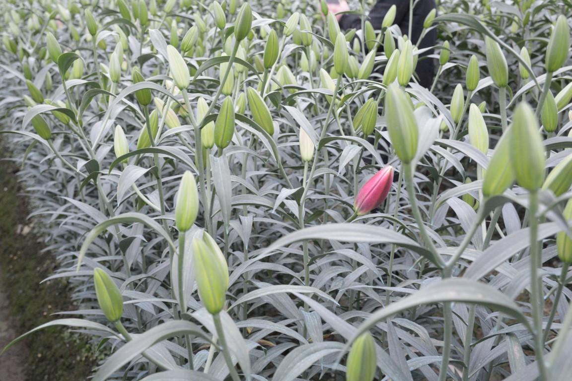 Lily độ tuổi thu hoạch