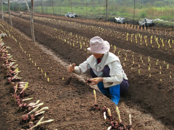 Củ giống trồng đúng lúc