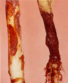 Thối lở cổ rễ