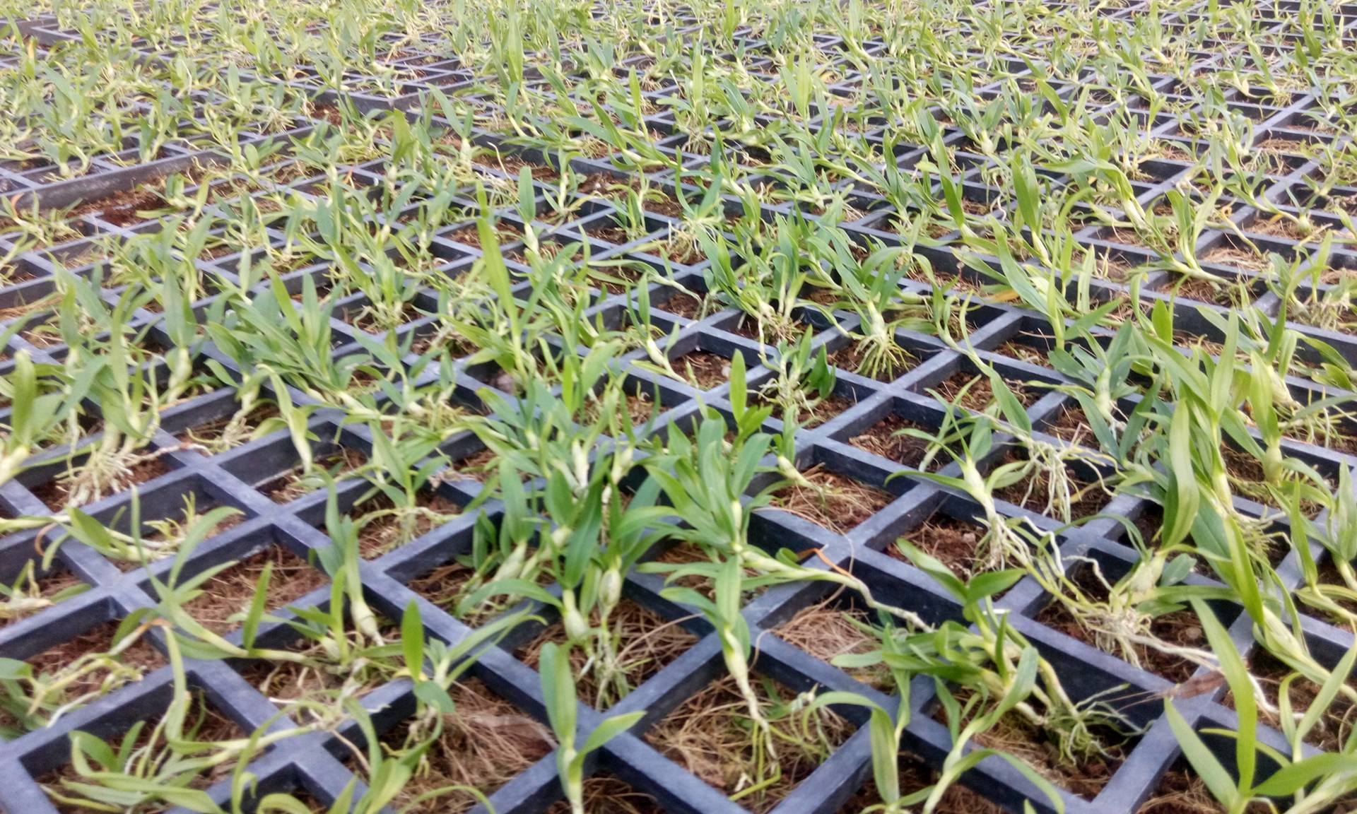 Hoàng thảo kèn cấy mô