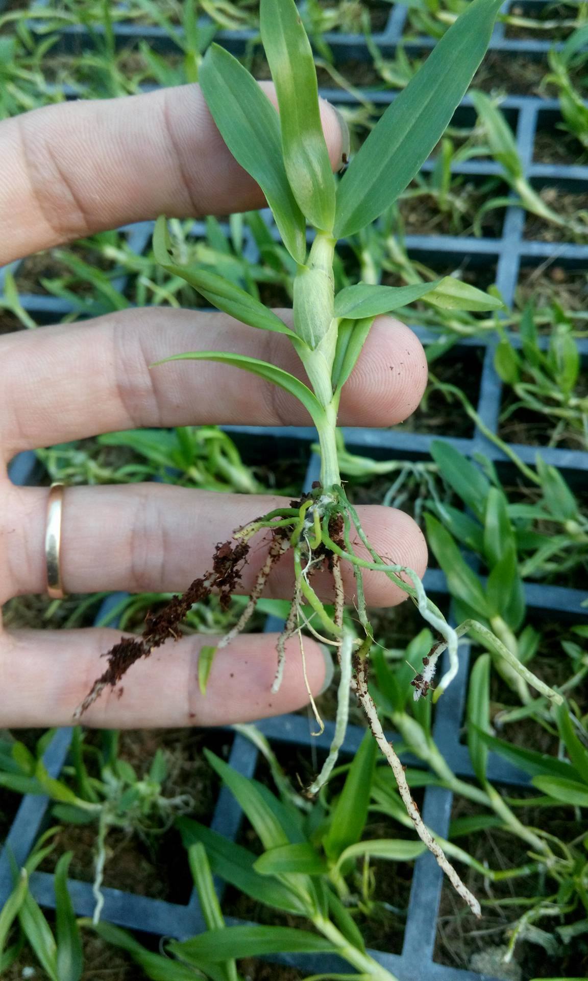 13000482_1703925726535106_303577117_o