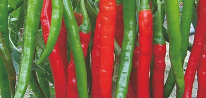 Tổng hợp bệnh hại trên cây ớt