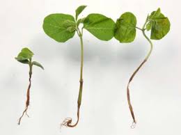 Bệnh lở cổ rễ trên cây trồng