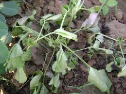 Bệnh héo xanh vi khuẩn hại cây trồng