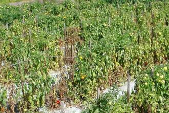 ca-chua-bi-heo-5996446