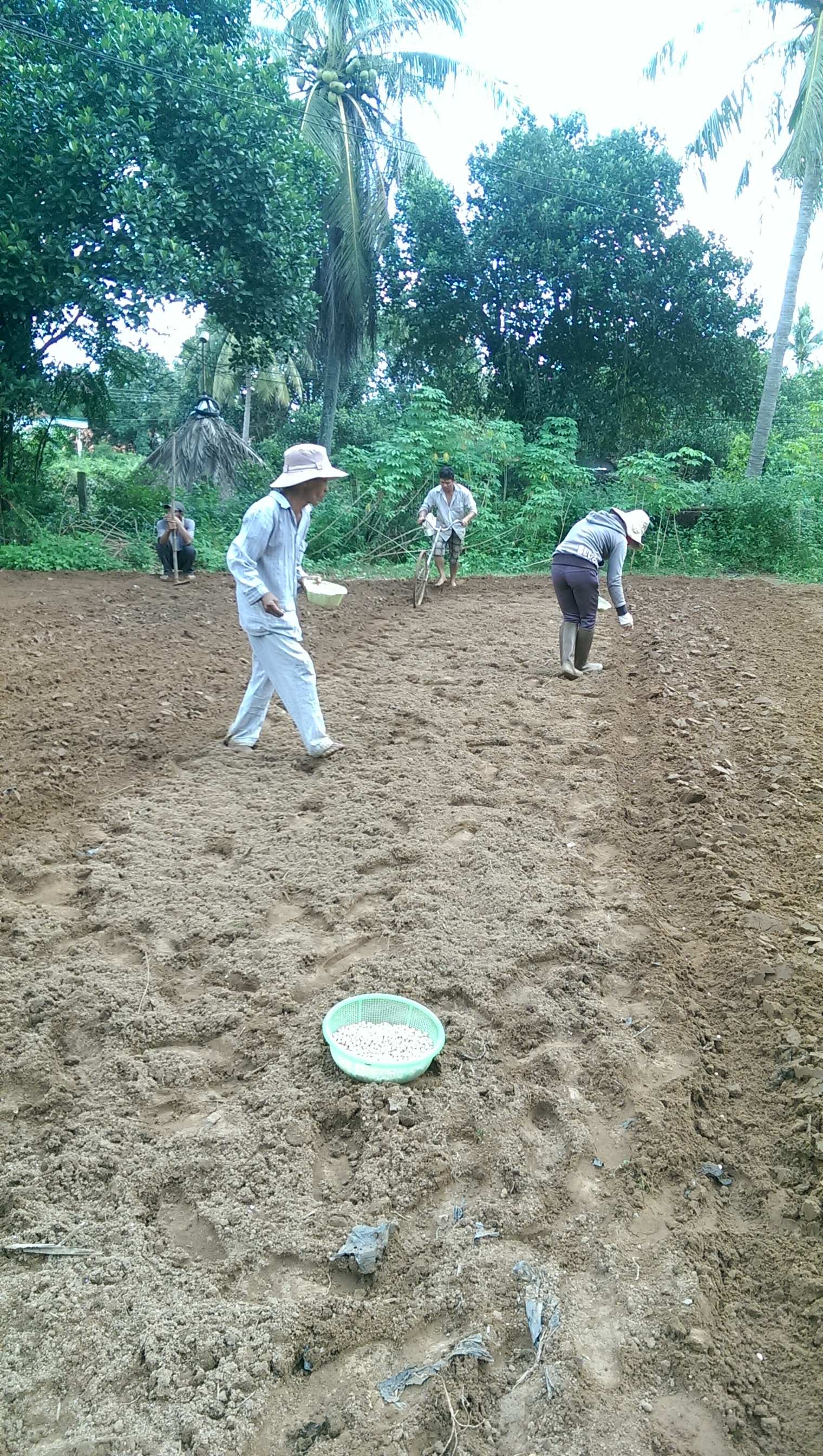 Cách trồng đậu bằng rạch hàng