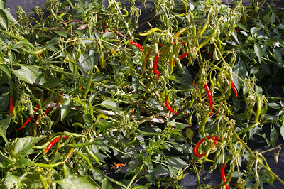 Héo vàng trên ớt