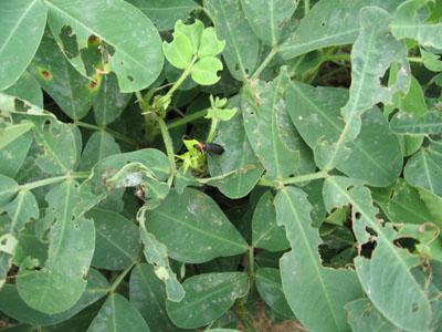 Sâu hại trên đậu phộng