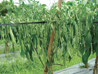 Héo xanh vi khuẩn