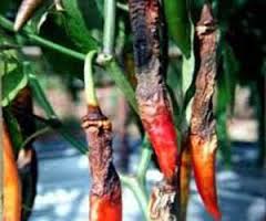 Thối nhũn trái đã khô