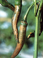 Nhện đỏ hại ớt