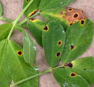 Bệnh đốm lá trên đậu phộng