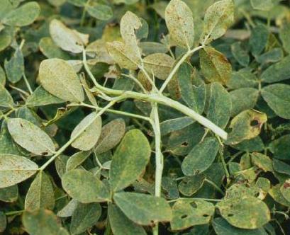 Bệnh rỉ sắt trên đậu phộng