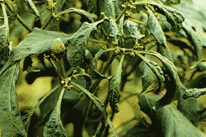 Bệnh virus trên ớt