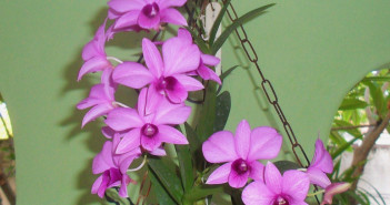 Các dòng lan hoàng thảo