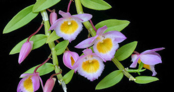 Hoàng thảo nghệ tâm