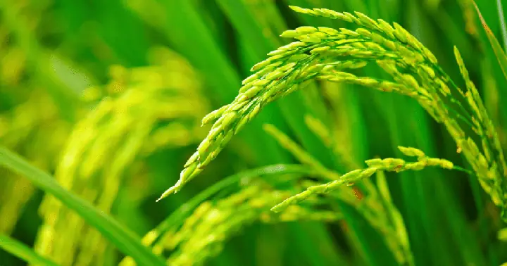 Cách Bổ Sung Canxi Cho Cây Trồng Hiệu Quả: Dấu Hiệu Thiếu Hụt & Phương Pháp Tối Ưu Cách Bổ Sung Canxi Cho Cây Trồng Hiệu Quả: Dấu Hiệu Thiếu Hụt & Phương Pháp Tối Ưu