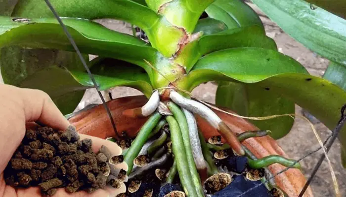 Cách Bón Phân Dơi Cho Cây Trồng Đúng Cách, Hiệu Quả Nhất Cách Bón Phân Dơi Cho Cây Trồng Đúng Cách, Hiệu Quả Nhất
