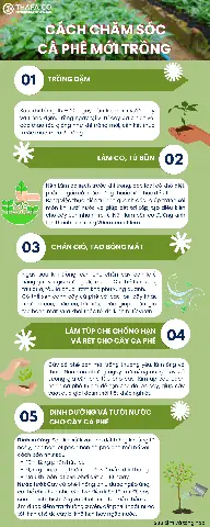 Hướng Dẫn Chăm Sóc Cà Phê Mới Trồng Chi Tiết: Từ A-Z Cho Nông Dân Hướng Dẫn Chăm Sóc Cà Phê Mới Trồng Chi Tiết: Từ A-Z Cho Nông Dân