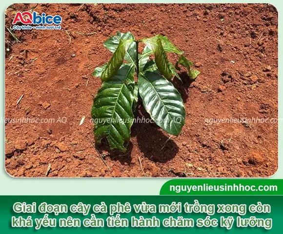 Hướng Dẫn Chăm Sóc Cà Phê Mới Trồng Chi Tiết: Từ A-Z Cho Nông Dân Hướng Dẫn Chăm Sóc Cà Phê Mới Trồng Chi Tiết: Từ A-Z Cho Nông Dân