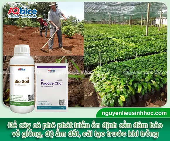Cách Chăm Sóc Cây Cao Su Mới Trồng Đạt Năng Suất Cao: Hướng Dẫn Chi Tiết Từ A-Z