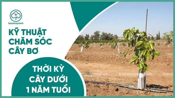 Hướng Dẫn Chi Tiết Cách Chăm Sóc Cây Bơ Mới Trồng Chuẩn Kỹ Thuật
