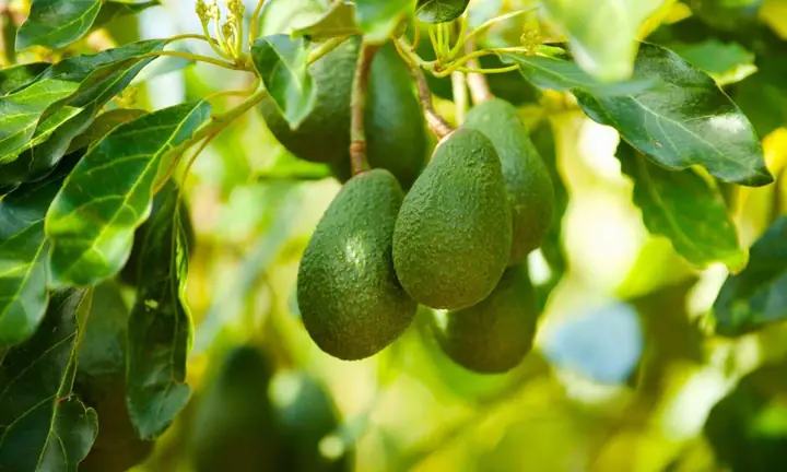 Hướng Dẫn Chi Tiết Cách Chăm Sóc Cây Bơ Trồng Trong Chậu Để Ra Quả Hướng Dẫn Chi Tiết Cách Chăm Sóc Cây Bơ Trồng Trong Chậu Để Ra Quả