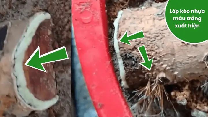 Cách Chăm Sóc Cây Mai Phôi Mới Trồng Chuẩn Từng Bước