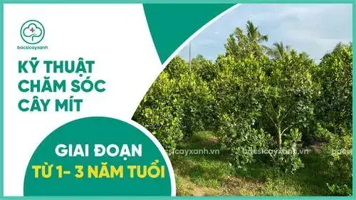 Hướng Dẫn Chi Tiết Cách Chăm Sóc Cây Mít Mới Trồng Mau Phát Triển