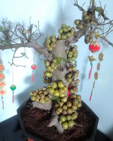 Hướng Dẫn Chăm Sóc Cây Sung Mới Trồng: Giúp Cây Mau Bén Rễ, Phát Triển Khỏe Mạnh Hướng Dẫn Chăm Sóc Cây Sung Mới Trồng: Giúp Cây Mau Bén Rễ, Phát Triển Khỏe Mạnh