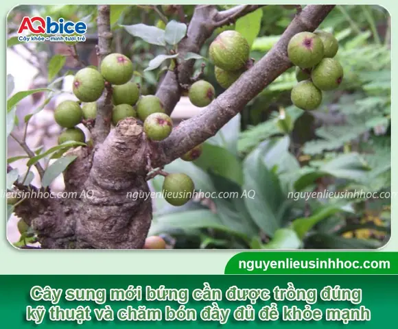 Hướng Dẫn Chăm Sóc Cây Sung Mới Trồng: Giúp Cây Mau Bén Rễ, Phát Triển Khỏe Mạnh Hướng Dẫn Chăm Sóc Cây Sung Mới Trồng: Giúp Cây Mau Bén Rễ, Phát Triển Khỏe Mạnh