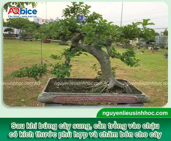 Hướng Dẫn Chăm Sóc Cây Sung Mới Trồng: Giúp Cây Mau Bén Rễ, Phát Triển Khỏe Mạnh Hướng Dẫn Chăm Sóc Cây Sung Mới Trồng: Giúp Cây Mau Bén Rễ, Phát Triển Khỏe Mạnh