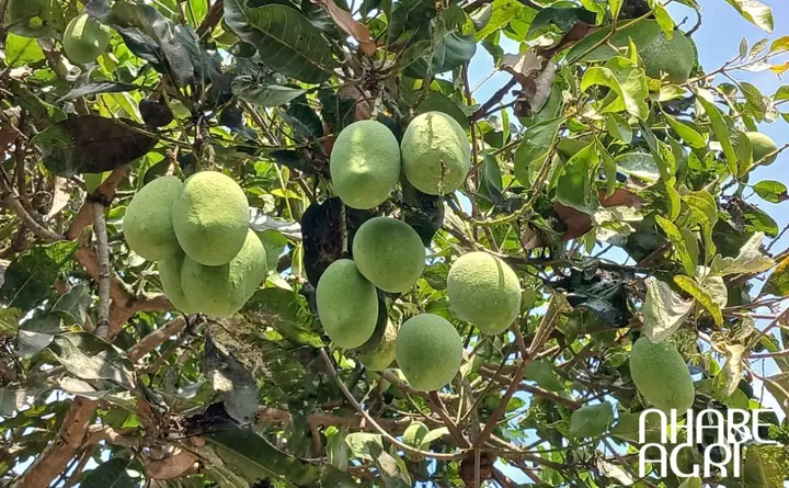 Cách Chăm Sóc Cây Xoài Mới Trồng Đạt Tỷ Lệ Sống Cao