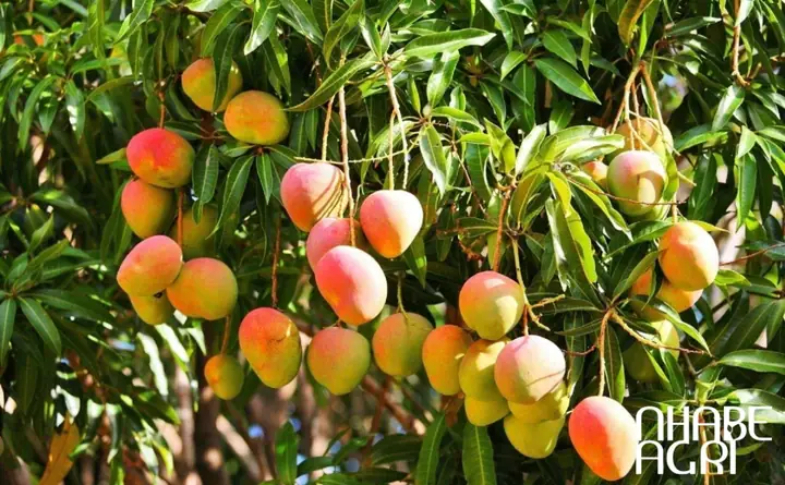 Cách Chăm Sóc Cây Xoài Mới Trồng Đạt Tỷ Lệ Sống Cao