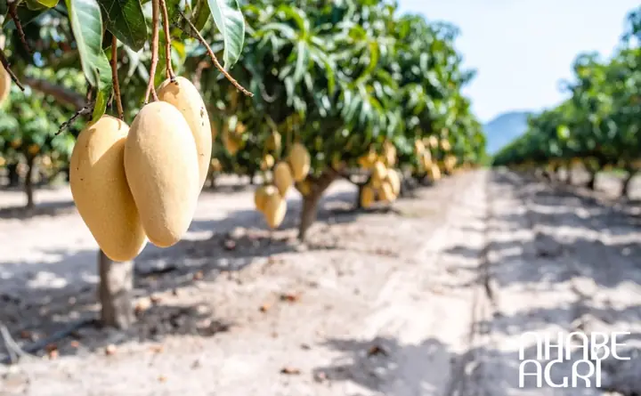 Cách Chăm Sóc Cây Xoài Mới Trồng Đạt Tỷ Lệ Sống Cao