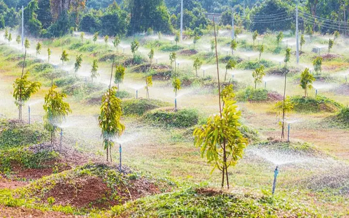 Hướng Dẫn Chi Tiết Cách Chăm Sóc Sầu Riêng Mới Trồng Chuẩn Kỹ Thuật