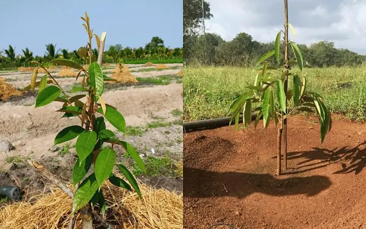 Hướng Dẫn Chi Tiết Cách Chăm Sóc Sầu Riêng Mới Trồng Chuẩn Kỹ Thuật