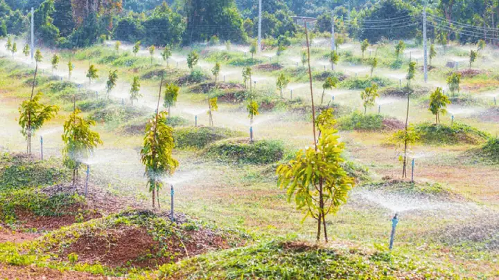 Hướng Dẫn Chi Tiết Cách Chăm Sóc Sầu Riêng Mới Trồng Chuẩn Kỹ Thuật