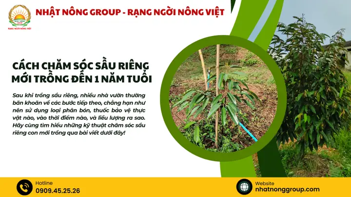 Hướng Dẫn Chi Tiết Cách Chăm Sóc Sầu Riêng Mới Trồng Chuẩn Kỹ Thuật