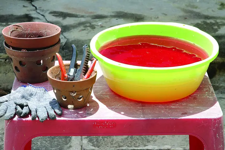 Hướng Dẫn Chi Tiết Cách Chiết Lan Nhân Giống Cây Mới Thành Công