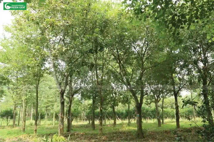 Cách Trồng Và Chăm Sóc Cây Lộc Vừng Ra Hoa Đẹp, Chuẩn Phong Thủy